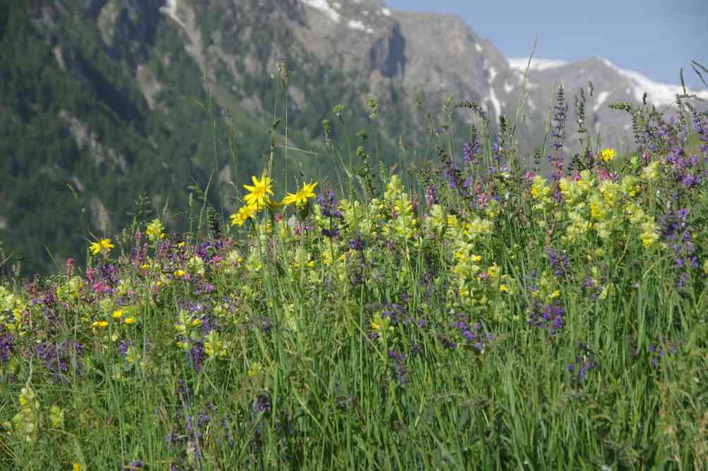 Dans les prés entre les Terrasses et la Grave. Le lundi 9 juin 2014