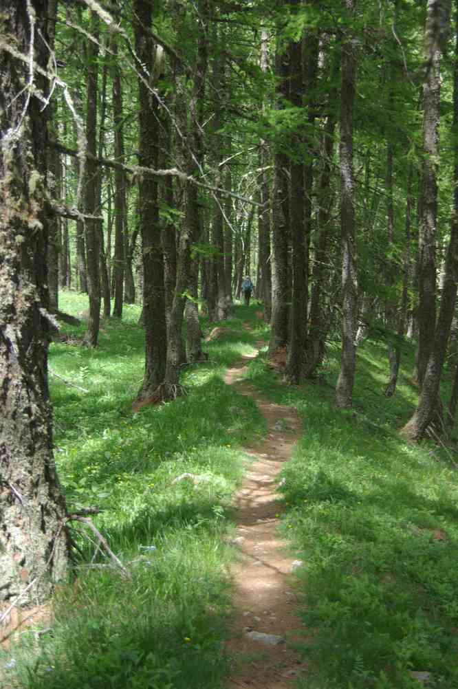 Reste de moraine en sous-bois. Le lundi 9 juin 2014