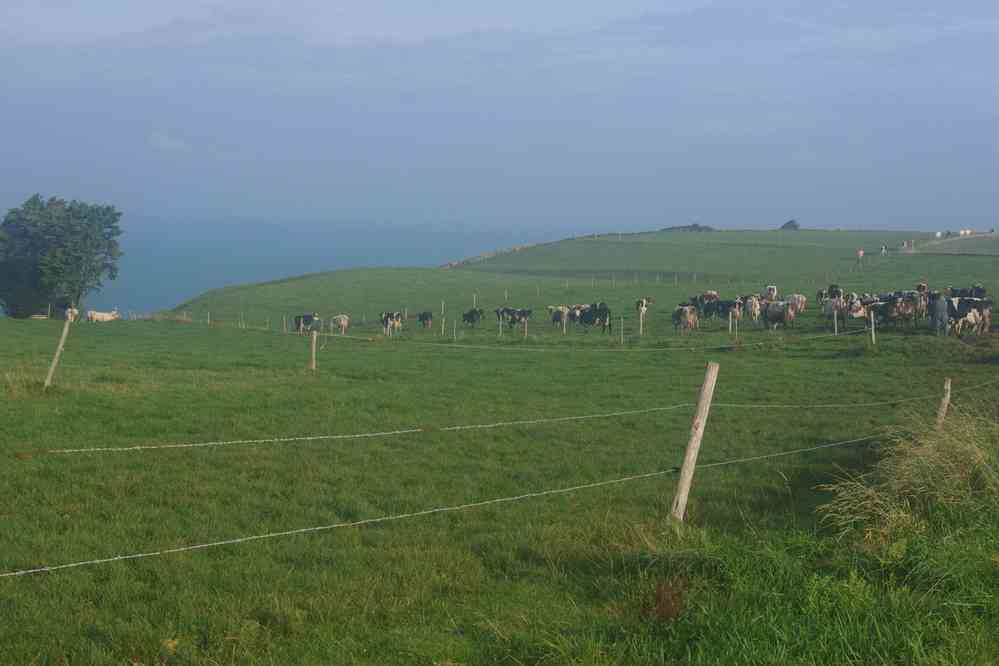 Troupeau de vaches normandes. Le dimanche 18 octobre 2015