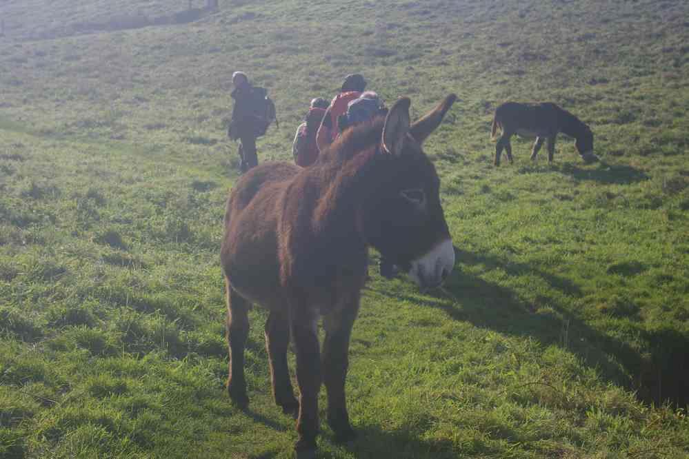 Paraît que les randos avec ânes c’est pas dans l’éthique du CAF !. Le dimanche 18 octobre 2015