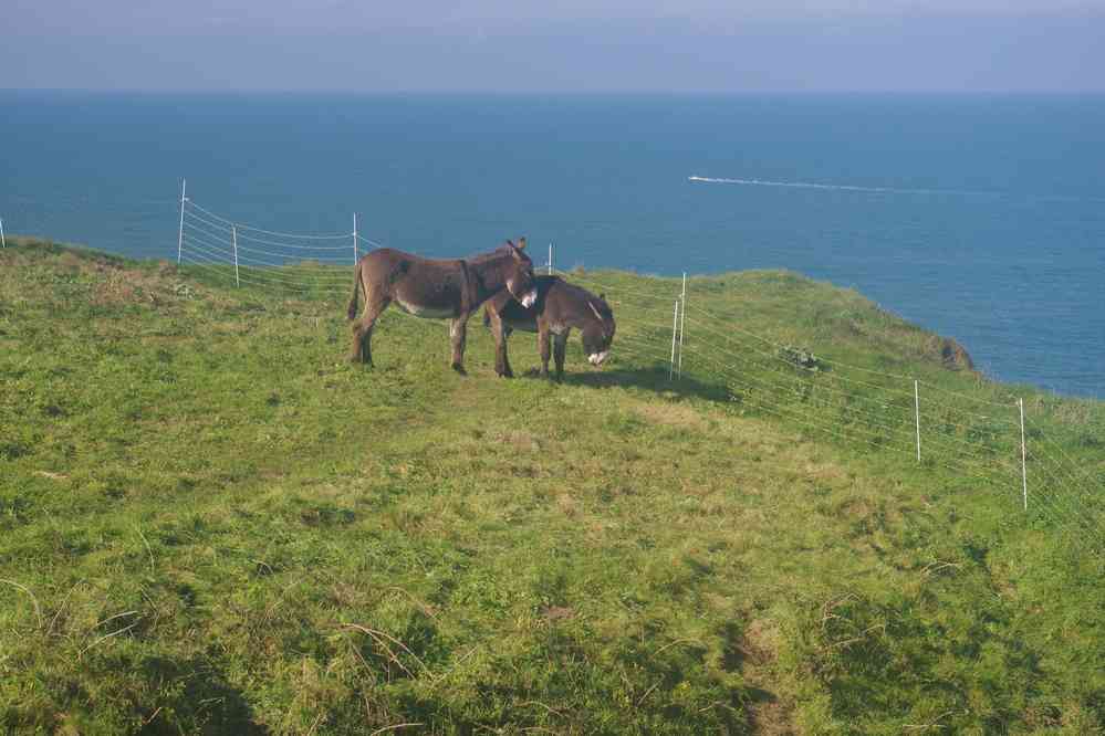 Ânes d’Étretat. Le dimanche 18 octobre 2015