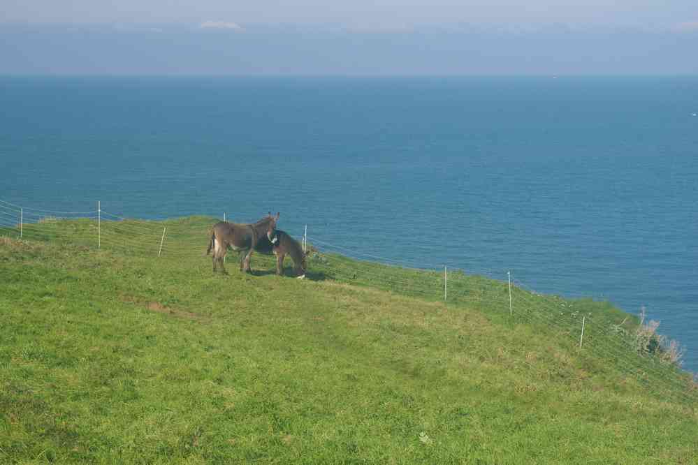Ânes d’Étretat. Le dimanche 18 octobre 2015