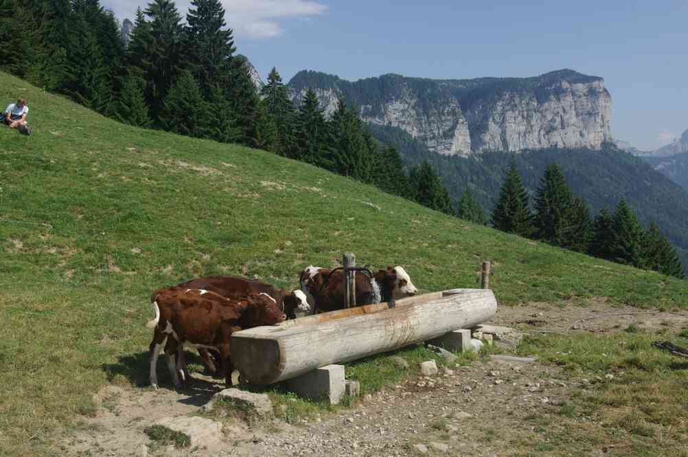 Pour le lait dans le café, ya qu’à se servir ! Le mercredi 14 juillet 2010
