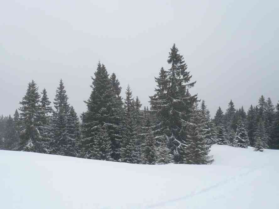 Paysage hivernal. Le mardi 28 décembre 2010