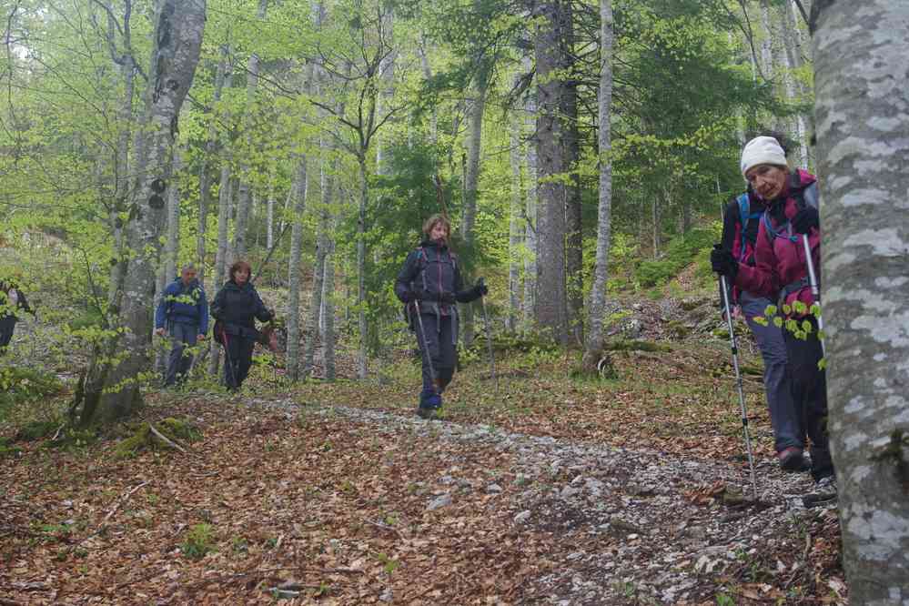 Descente en forêt. Le samedi 4 mai 2019