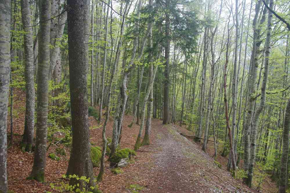Descente en forêt. Le samedi 4 mai 2019