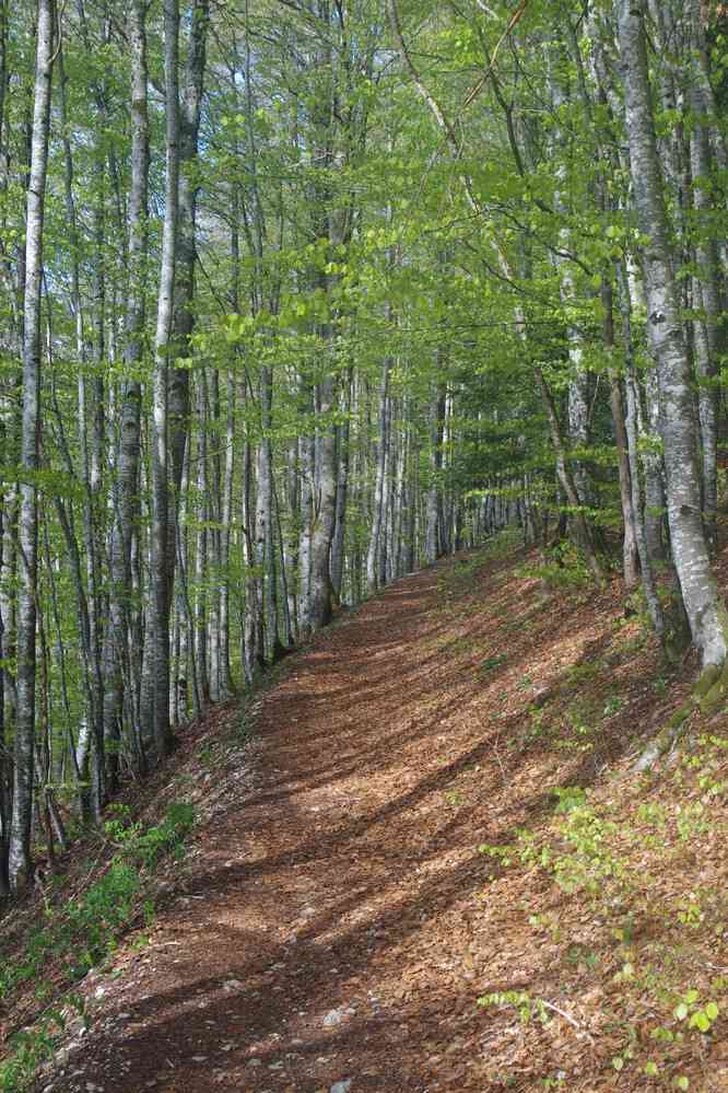 Quatrième jour : on commence par une bonne montée en forêt. Le mardi 7 mai 2019