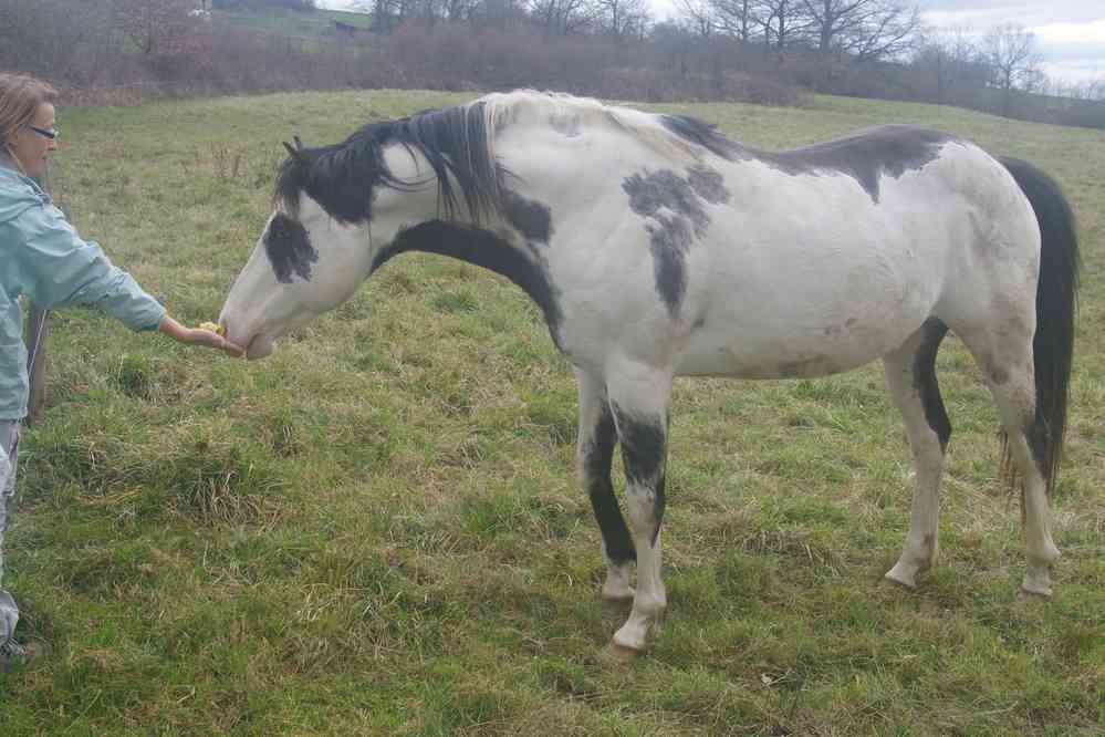 Ces dames aiment beaucoup les chevaux. Le lundi 28 mars 2016