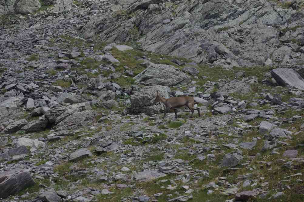 Chamois. Le dimanche 29 juillet 2012