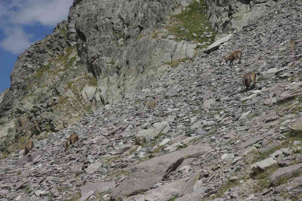 Cinq chamois. Le dimanche 29 juillet 2012