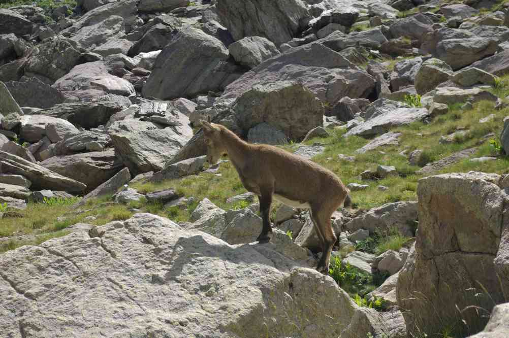 Chamois. Le dimanche 29 juillet 2012