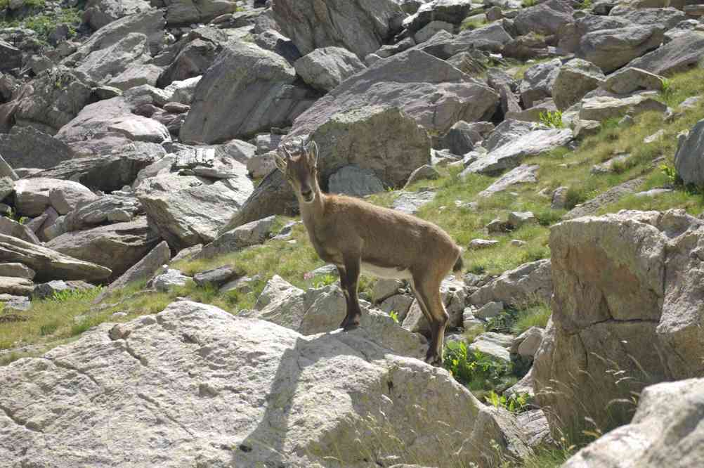 Chamois. Le dimanche 29 juillet 2012