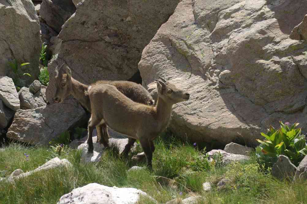Chamois. Le dimanche 29 juillet 2012