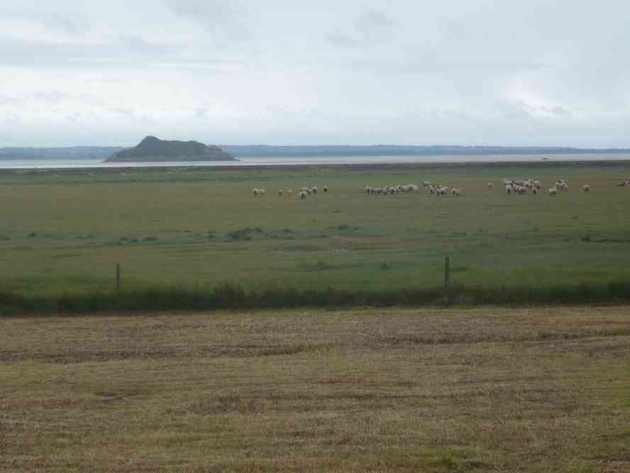 Moutons de pré salé. Le lundi 13 juin 2011