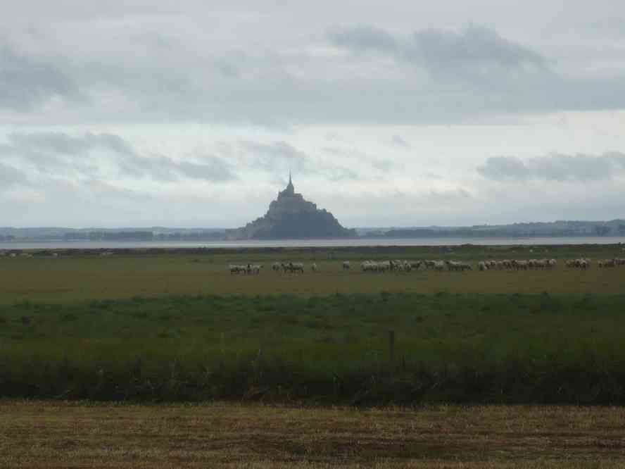 Moutons de pré salé. Le lundi 13 juin 2011