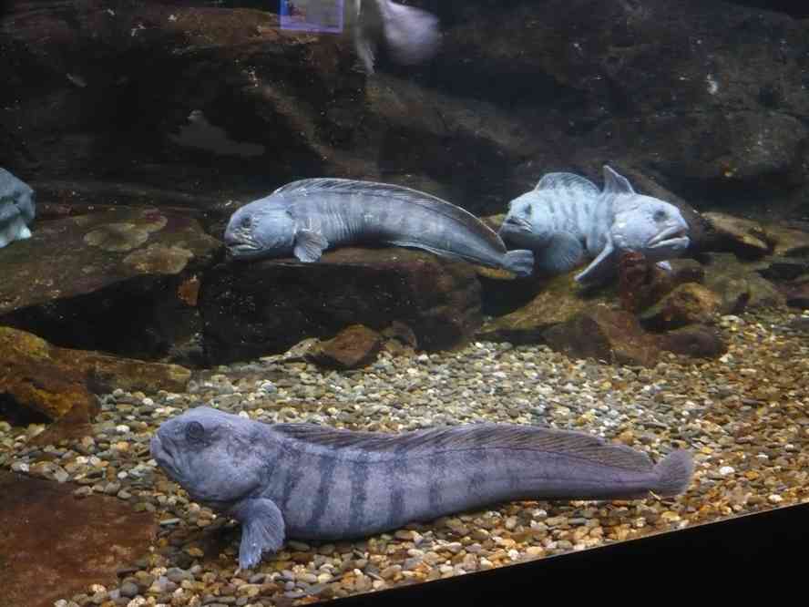 Quelques petites bêtes bien sympathiques... Le lundi 5 avril 2010