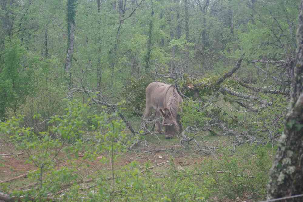 Entre Bach et Poudally. Le dimanche 16 avril 2017