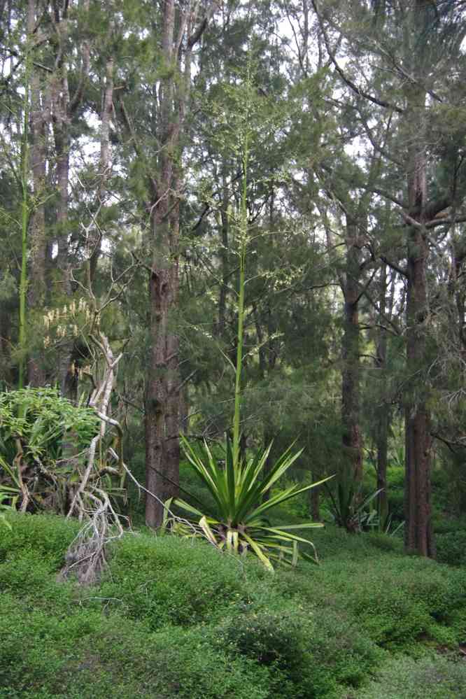 Excursion vers la plaine aux Sables. Le dimanche 3 mai 2015
