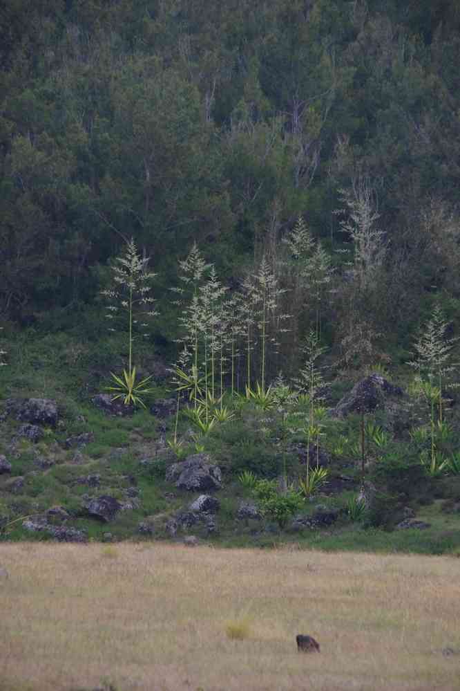 La plaine aux Sables. Le dimanche 3 mai 2015