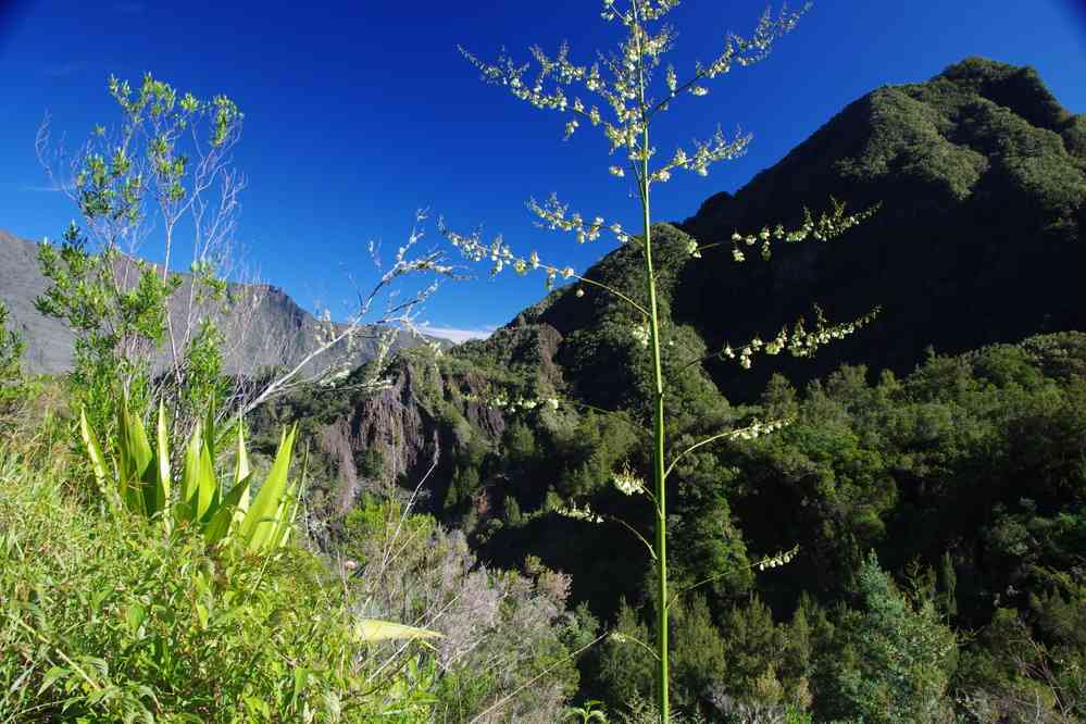 Montée vers Marla (cirque de Mafate). Le lundi 4 mai 2015