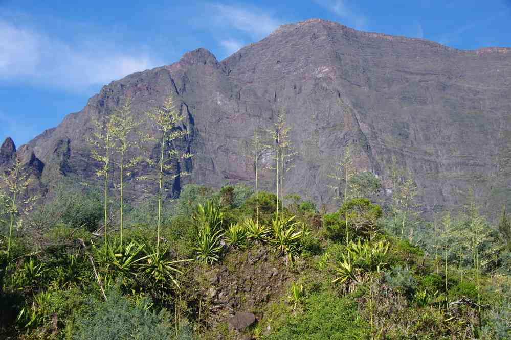 Montée vers Marla (cirque de Mafate). Le lundi 4 mai 2015