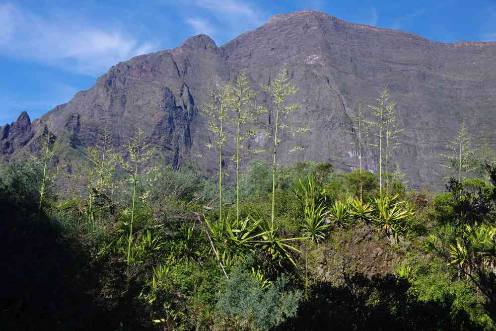 Montée vers Marla (cirque de Mafate). Le lundi 4 mai 2015