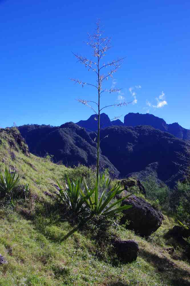Montée vers Marla (cirque de Mafate). Le lundi 4 mai 2015