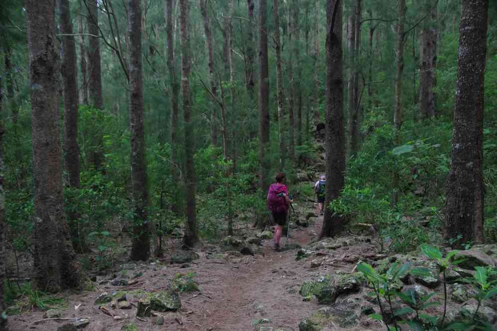 Pour changer une forêt de résineux. Le vendredi 8 mai 2015