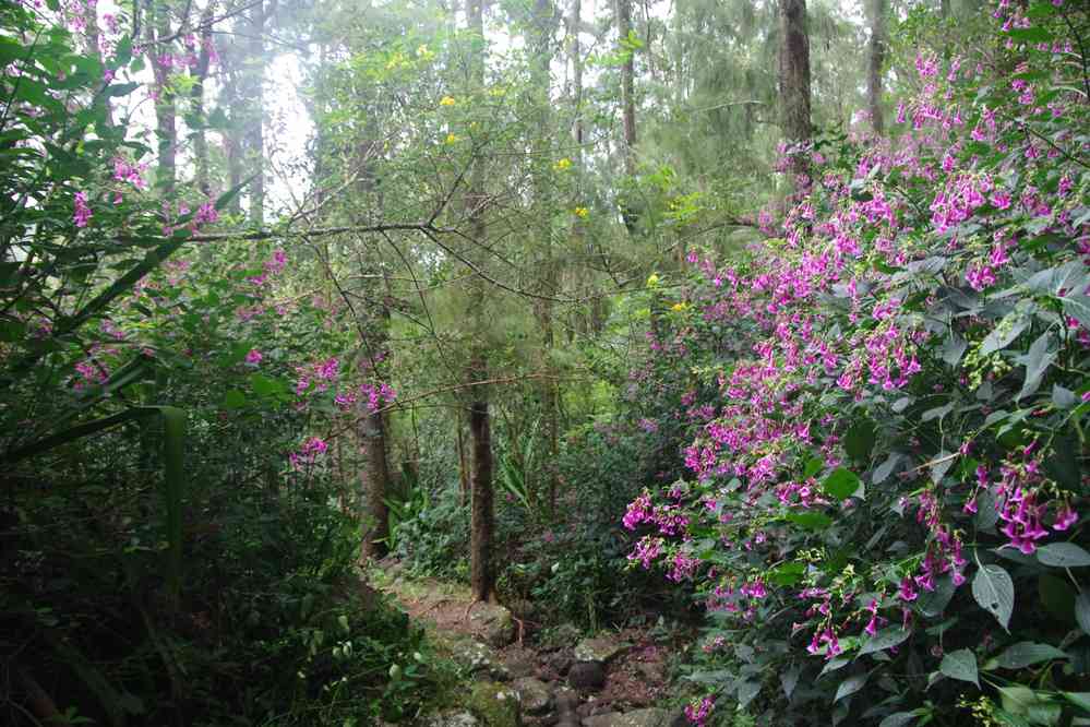 La forêt dense. Le vendredi 8 mai 2015