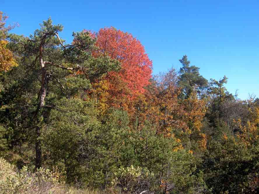 Couleurs automnales sur le plateau d’Agnis. Le vendredi 2 novembre 2007