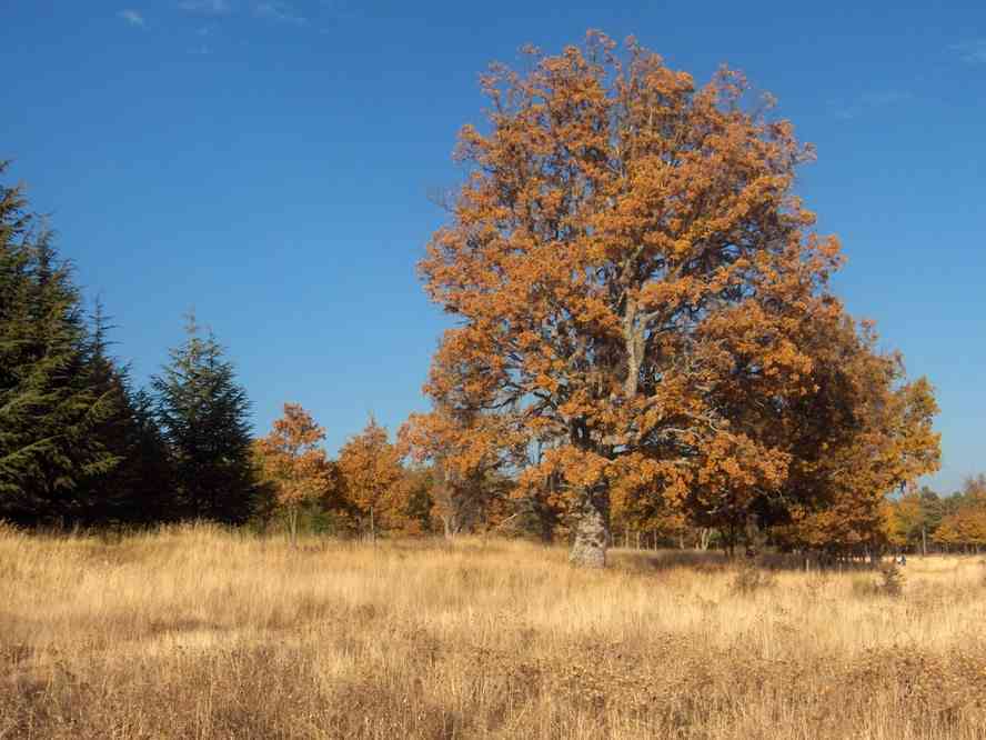 Sur le plateau d’Agnis en revenant de la crête de Mazaugues. Le vendredi 2 novembre 2007
