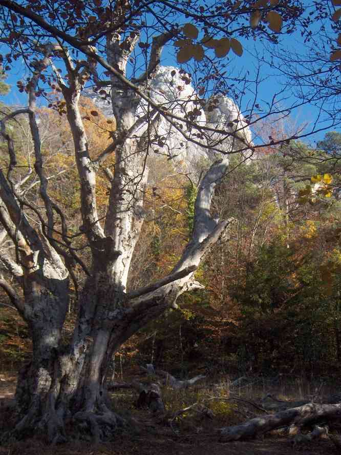 Halte près de cet arbre à la demande pressante de CM... Le samedi 3 novembre 2007