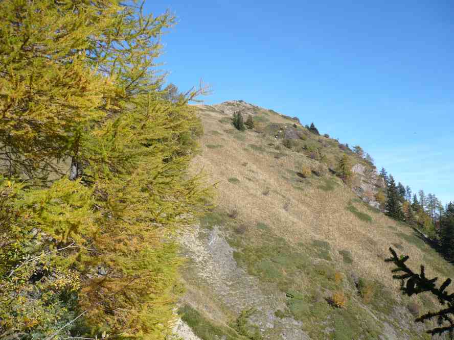 Les premiers mélèzes... et en fait les seuls. Le dimanche 16 octobre 2011