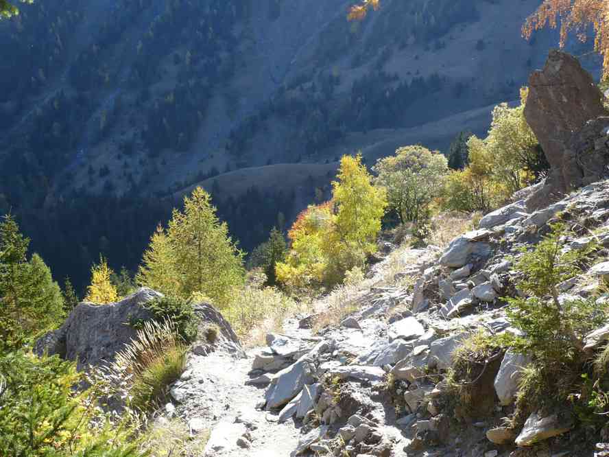 Les premiers mélèzes... et en fait les seuls. Le dimanche 16 octobre 2011