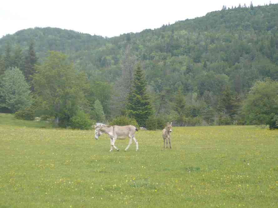 De-ci de-là... Le vendredi 3 juin 2011