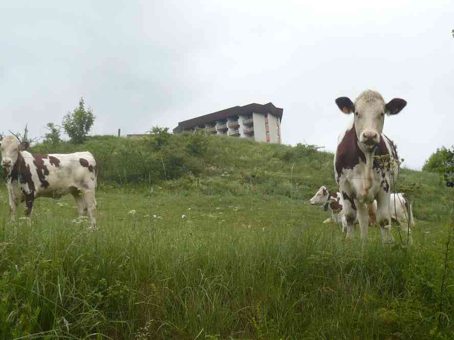 Paysage bucolique... Le dimanche 5 juin 2011