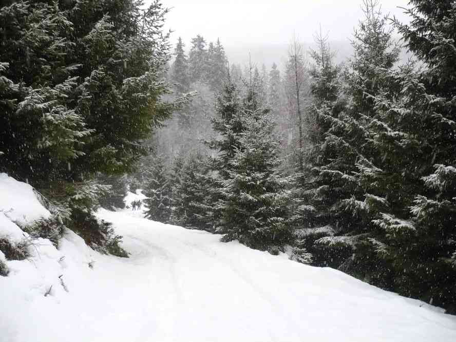 Entre le lac de la Lauch et Remspach. Le vendredi 1ᵉʳ janvier 2010