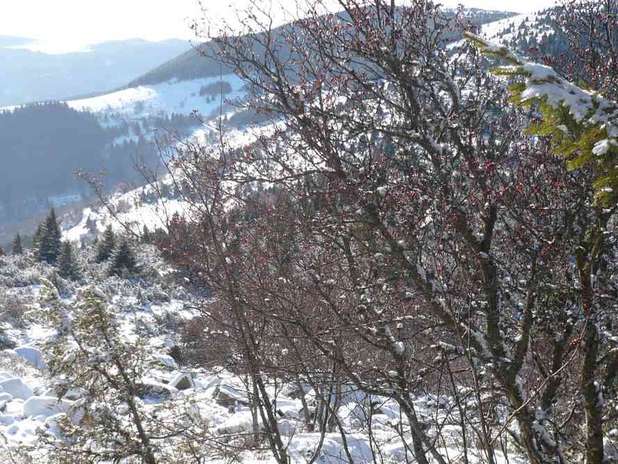 Descente du petit Ballon en direction du col de Hilsenfirst. Le dimanche 3 janvier 2010