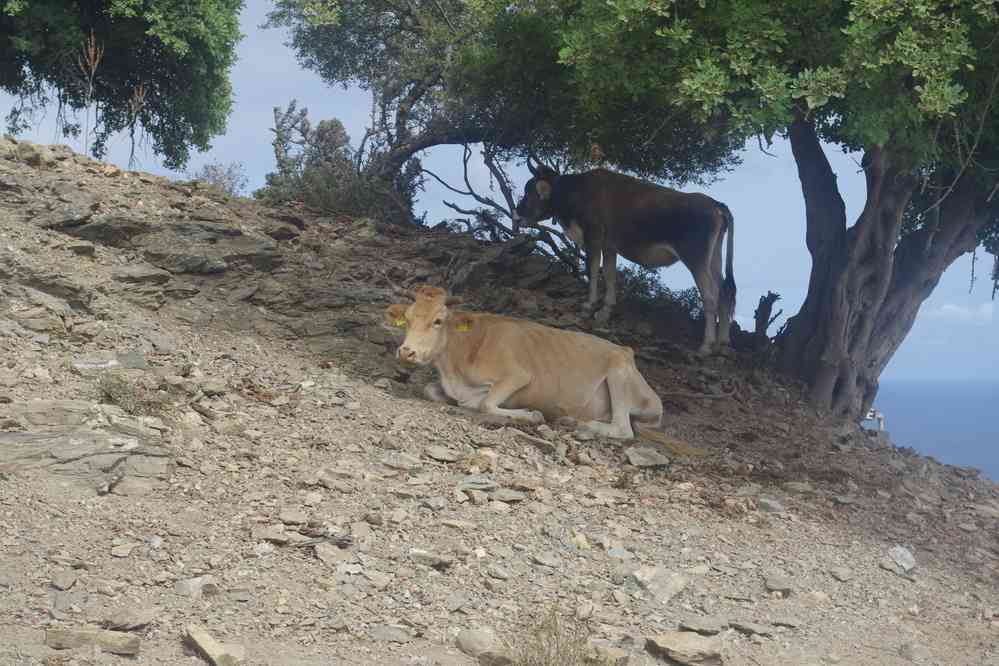 Les vaches sont plus astucieuses que nous ! (5 septembre 2022)