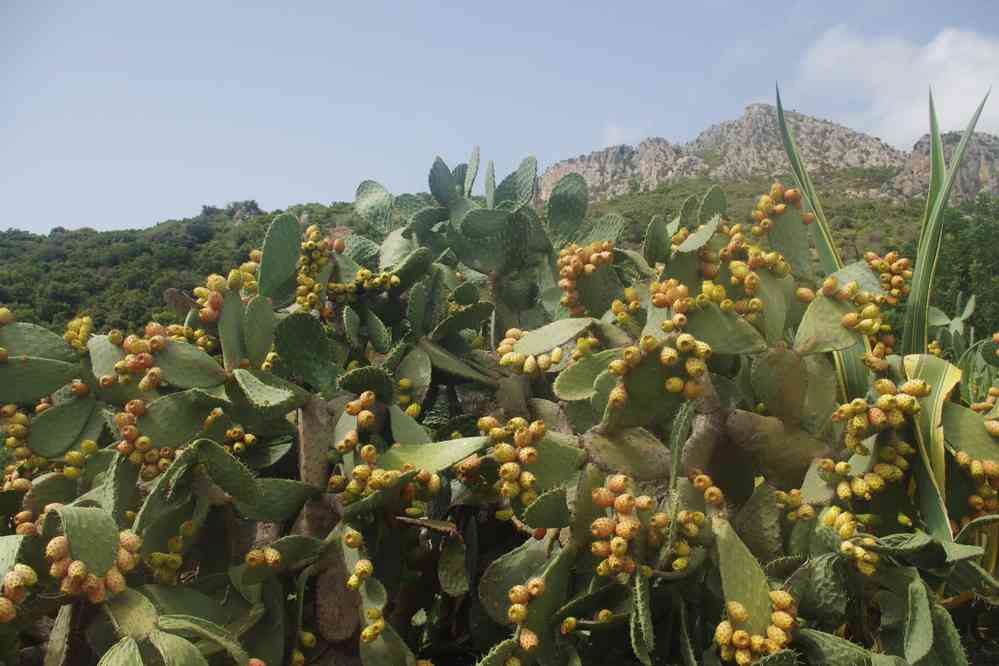 Figuier de Barbarie, le 5 septembre 2022