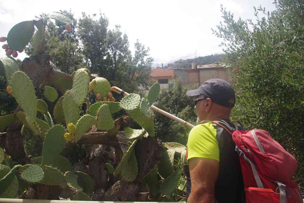 Paolo cueillant une figue de Barbarie, le 5 septembre 2022