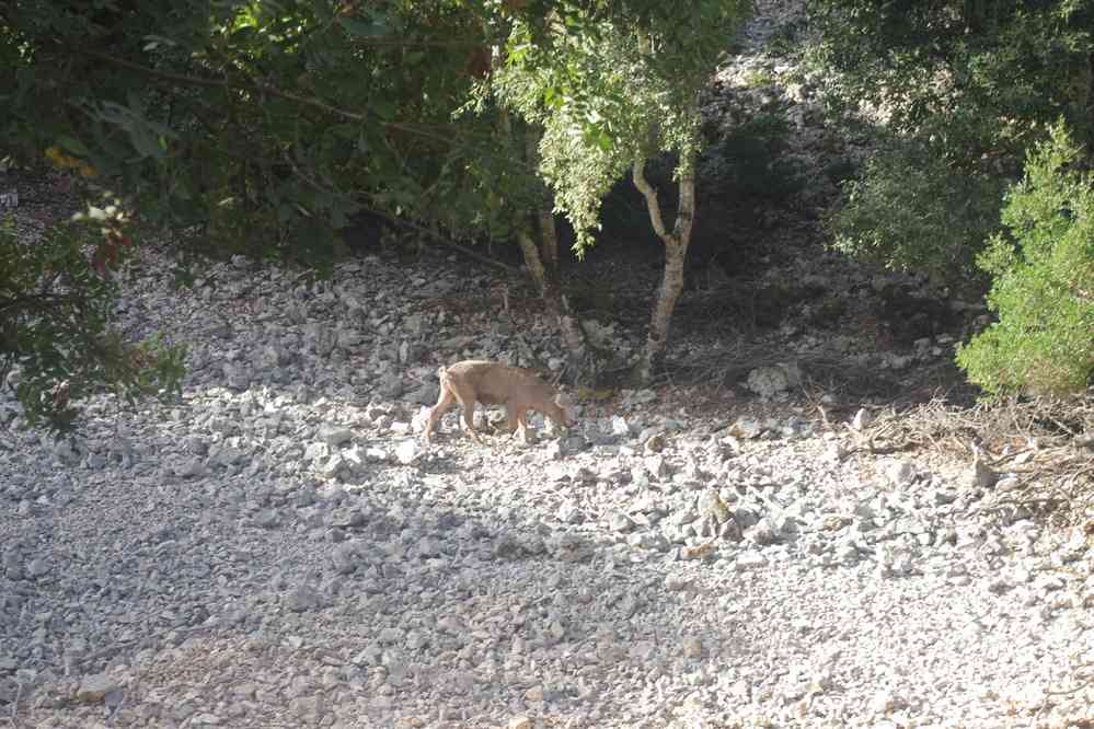 Cochon sauvage, plateau de Baunei, le 6 septembre 2022