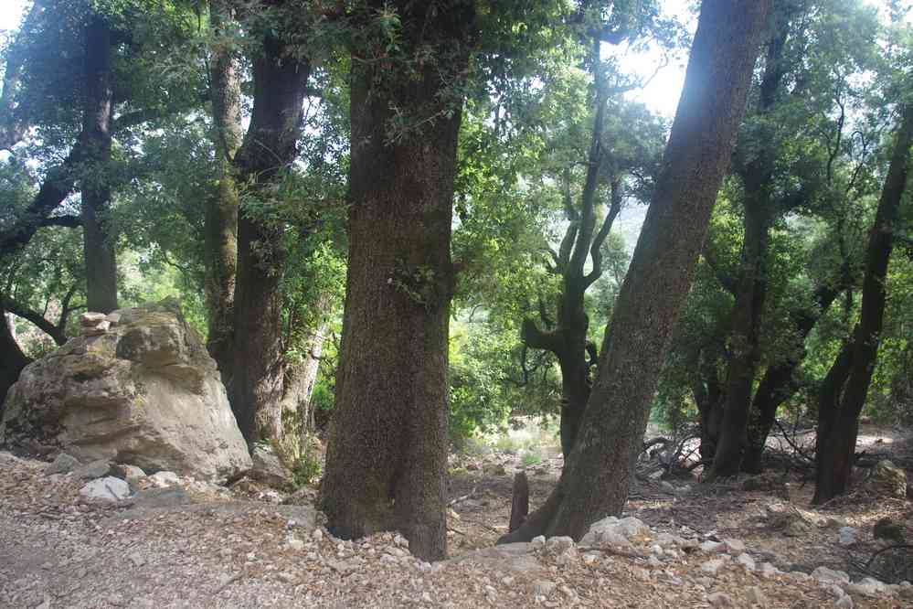 Randonnée vers le cañon de Gorropu. Portion de forêt primaire de chênes verts, le 7 septembre 2022